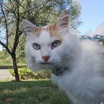 Chat blanc et marron dans un jardin