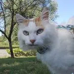 Chat blanc et marron dans un jardin