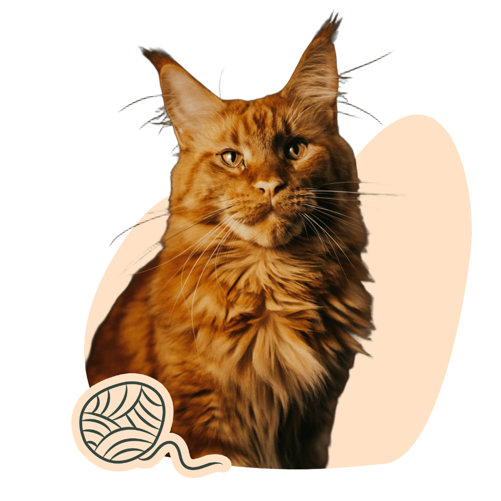 Maine coon roux, avec une illustration d'une pelote de laine