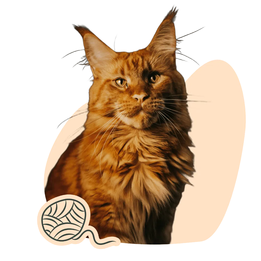 Maine coon roux, avec une illustration d'une pelote de laine