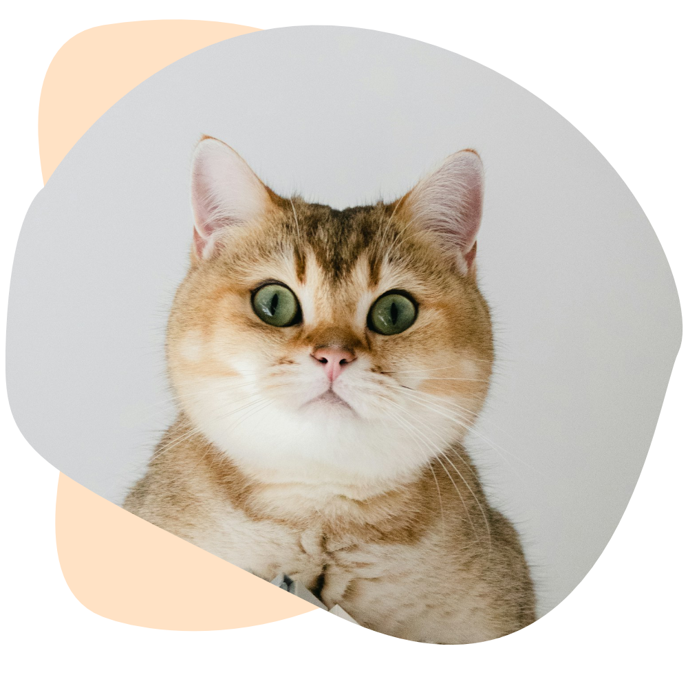 reserver-visite-a-domicile-chat