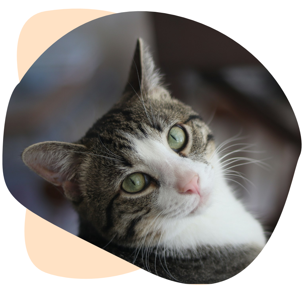 tarif-catsitter