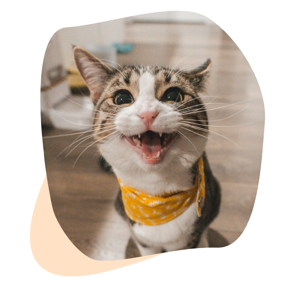 Chat blanc et tigré avec un bandana jaune qui miaule pendant une visite chat à domicile