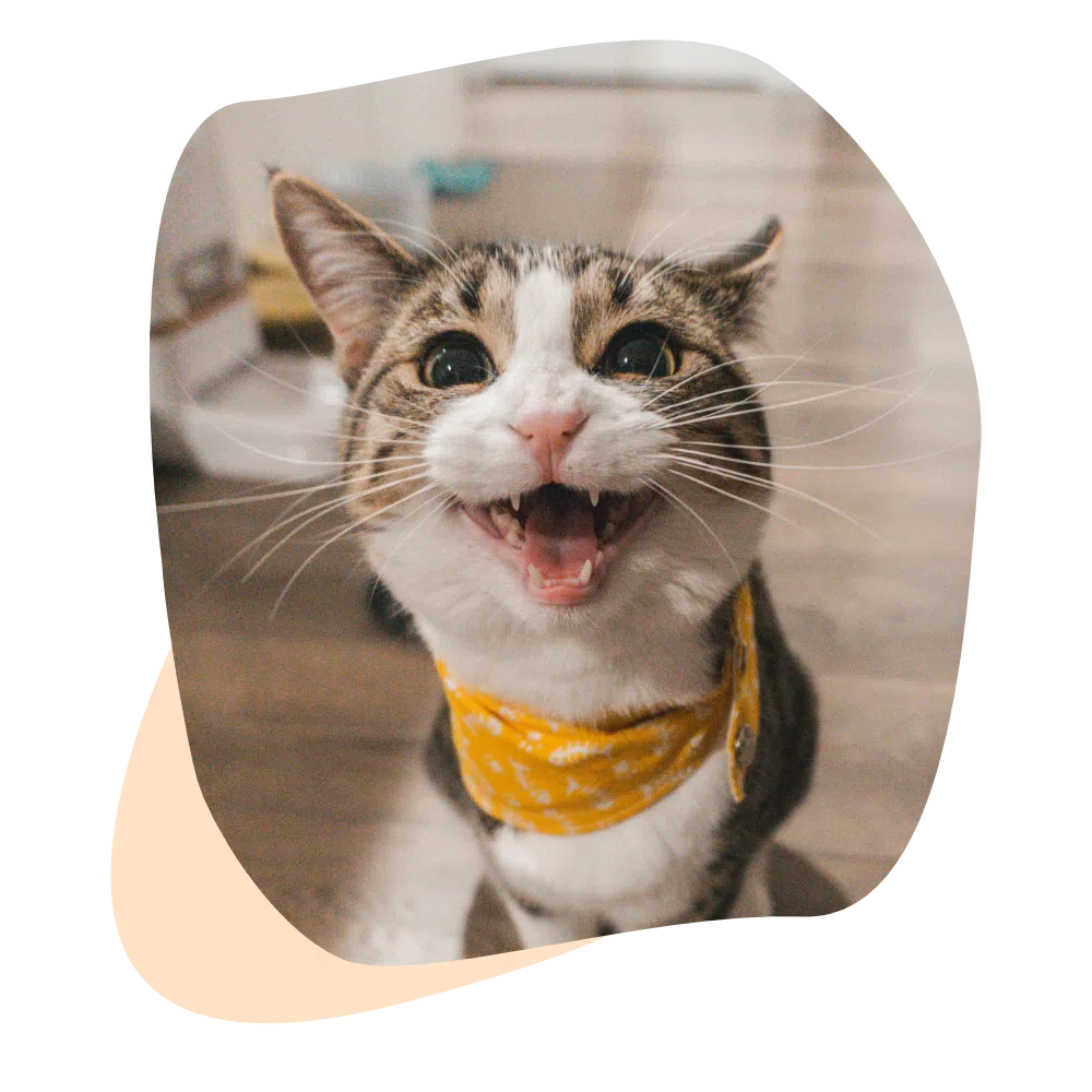 Chat blanc et tigré avec un bandana jaune qui miaule pendant une visite chat à domicile