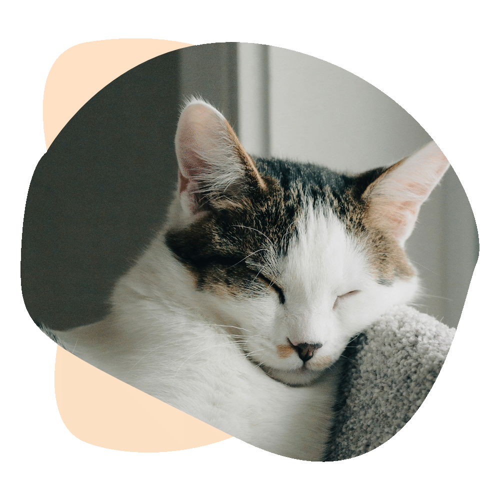 Chat blanc et tigré en train de dormir lors d'une visite chat à domicile