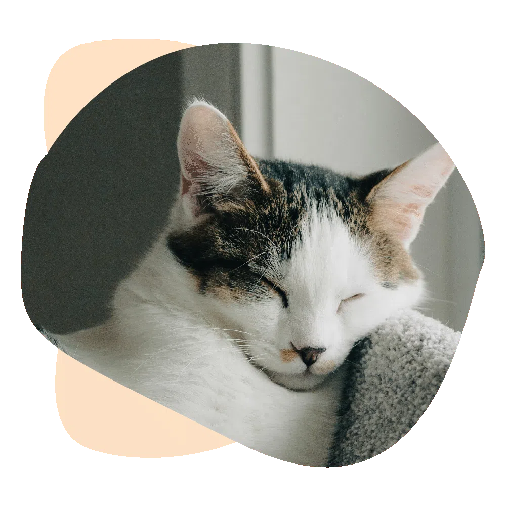 Chat blanc et tigré en train de dormir lors d'une visite chat à domicile