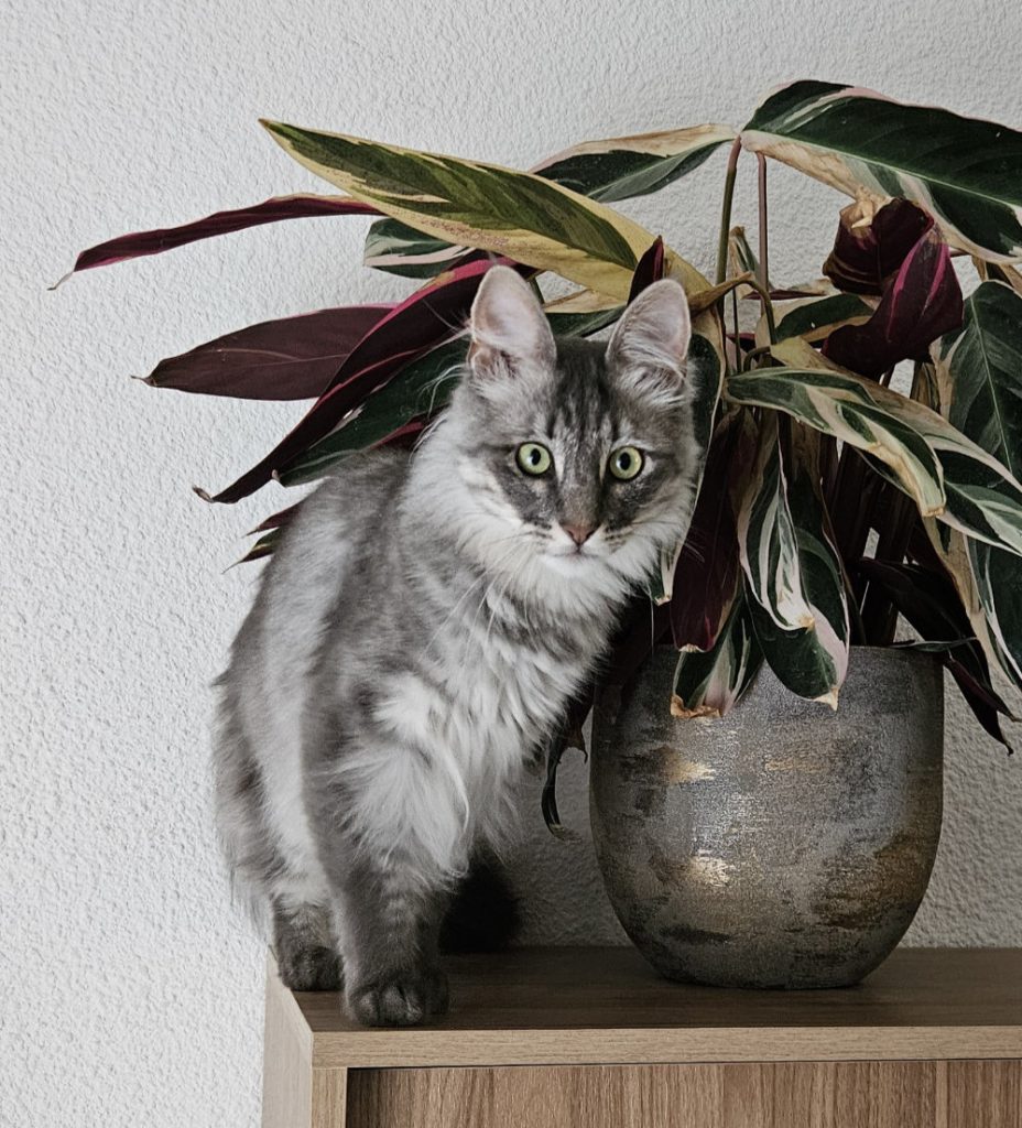 Un Angora Turc bleu silver tacheté à côté d'une plante verte