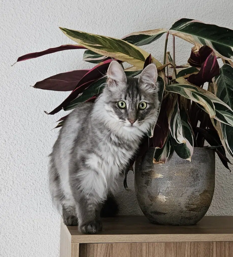 Un Angora Turc bleu silver tacheté à côté d'une plante verte
