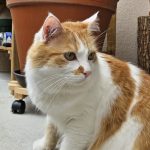 Chat roux et blanc avec des yeux verts qui regarde sur la droite