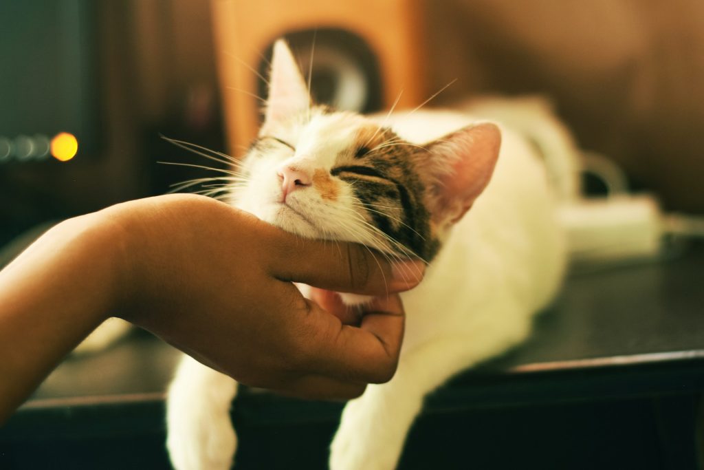 Chat blanc et tigré qui se fait caresser sous le menton