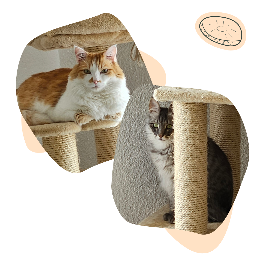 tarif-catsitter-frais-supplementaire Un chat blanc et roux sur un arbre à chat, un chat gris et blanc sur un autre arbre à chat