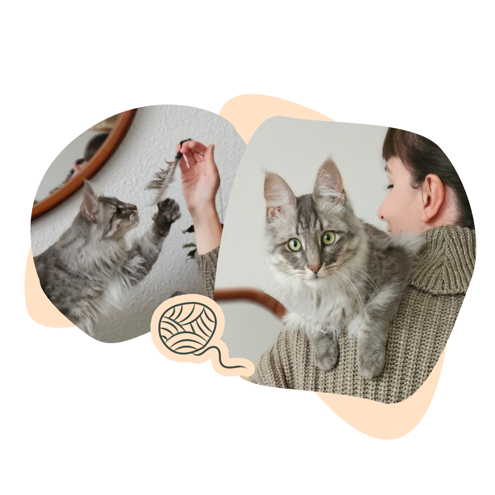 Deux photos d'un chat blue silver spotted pendant une visite chat à domicile : chat qui joue, chat qui est installé sur l'épaule de la cat-sitter