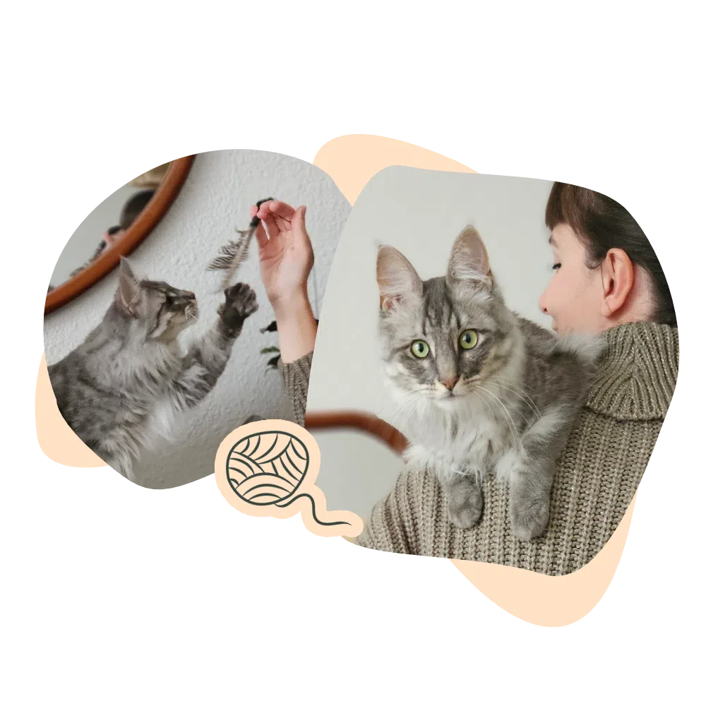 Deux photos d'un chat blue silver spotted pendant une visite chat à domicile : chat qui joue, chat qui est installé sur l'épaule de la cat-sitter