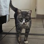 Chat gris tigré gardé pendant l'absence de ses propriétaires