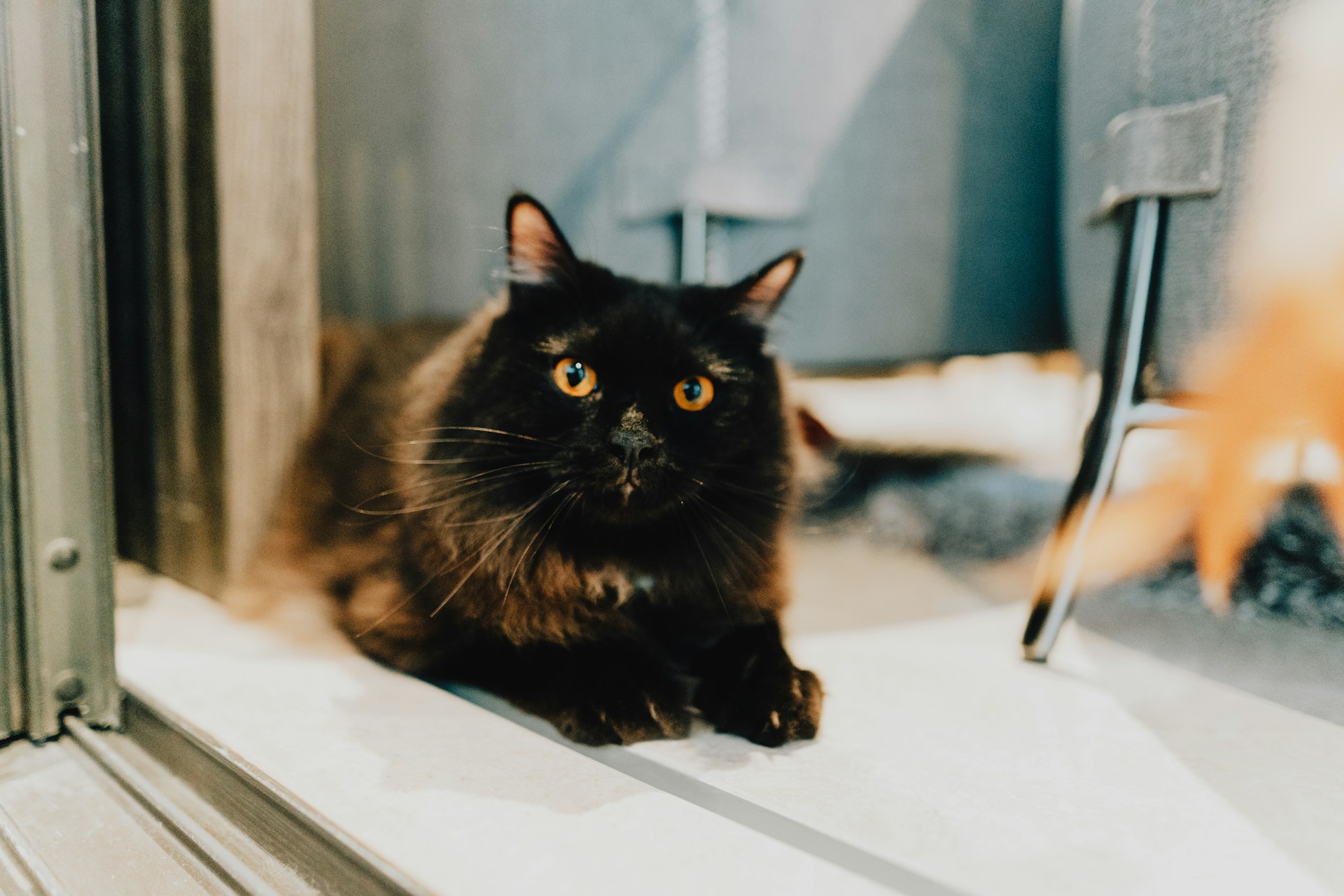 Chat noir allongé sur le sol pendant une garde à domicile par un catsitter
