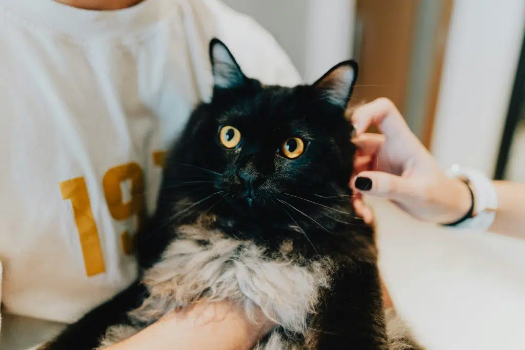 Chat noir tenu dans les bras du cat-sitter